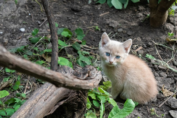 A little peach-colored kitty with blue eyes on the street among vegetation.