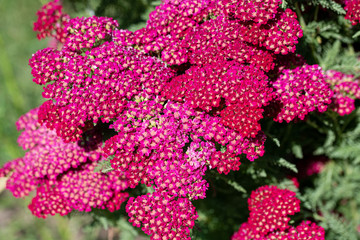 Yarrow flowers (Achillea millefolium) in the garden in spring © popovj2