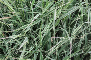 Thick two-colored grass illuminated by the sun. Background.