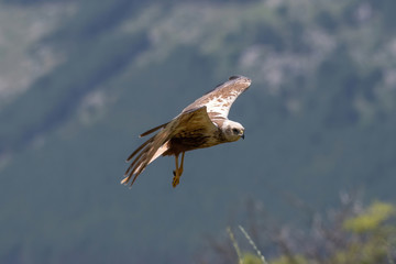 Birds of prey - Marsh Harrier (Circus aeruginosus).