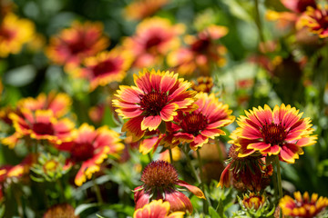 Gaillardia pulchella is a genus of annual and perennial plants of the Asteraceae family.