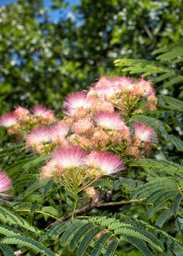 Beautiful pink flower clusters of a Persian Silk Tree in early summer sun