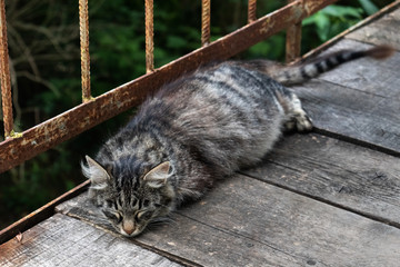 Pregnant cat sleeping on the old bridge of wooden boards on the background of greenery.
