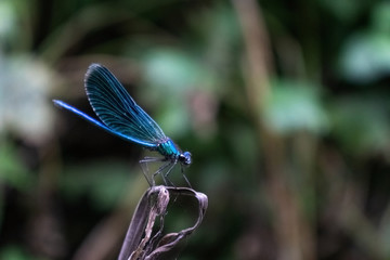 Blue dragonfly sits on a dry stalk against the background of green grass.