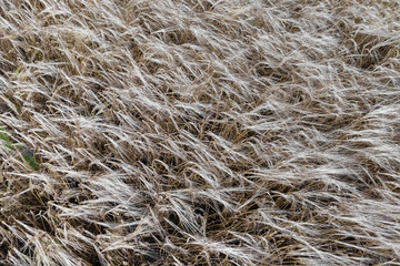 Thick ripe oats. View from above. Background.