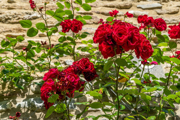 Rote Rosen Blüten mit Mauer im Hintergrund 