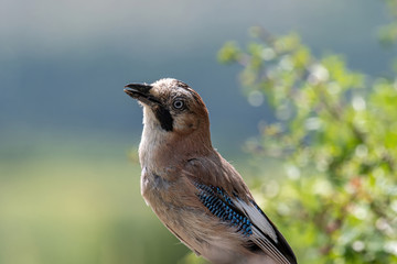 Close up of Eurasian jay (Garrulus glandarius)
