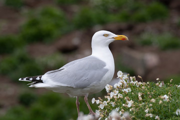 Side view of European herring gull (Larus argentatus).