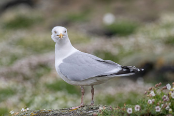 Side view of European herring gull (Larus argentatus).