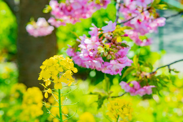 静岡県賀茂郡河津町　河津桜　河津桜まつり
