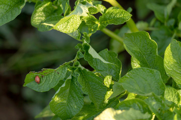 Potatoes plants with white flowers growing on farmers field