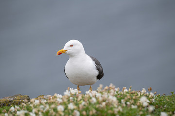 Obraz premium Close up view of Lesser black-backed gull (Larus fuscus)