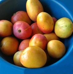 Yellow mangoes with red in a bucket