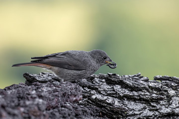 Beautiful nature scene with European black redstart (Phoenicurus ochruros)
