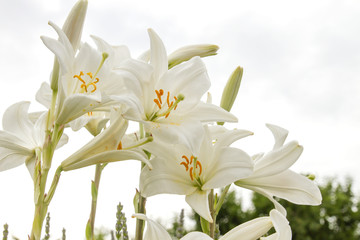 Fototapeta na wymiar Lilium candidum white flowers blooming