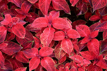 Coleus in the botanical garden