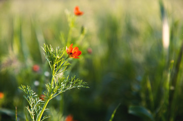 Flower head of a small field poppy at sunset in green grass close-up with sun glare