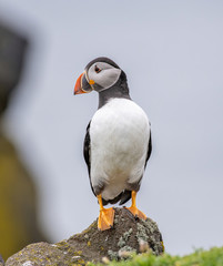 Close up of Atlantic Puffin (Fratercula arctica) Wildlife animal