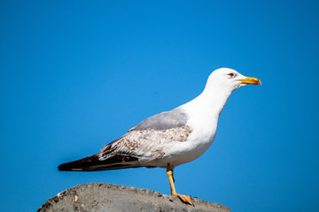 Seagull standing on a stone on shore of black sea