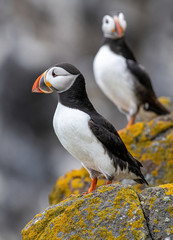 Close up of Atlantic Puffin (Fratercula arctica) Wildlife animal