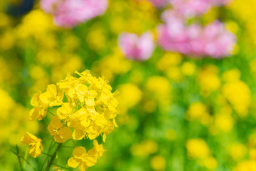 静岡県賀茂郡河津町　河津桜　河津桜まつり