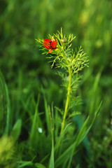 Flower head of a small field poppy at sunset in green grass close-up with sun glare