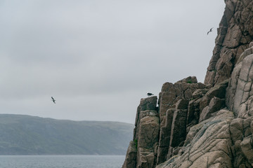 Seagull over the rocky bay of the Barents Sea