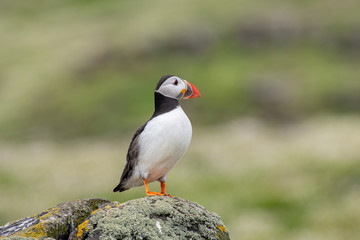 Close up of Atlantic Puffin (Fratercula arctica) Wildlife animal