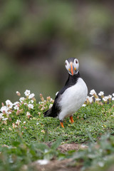 Close up of Atlantic Puffin (Fratercula arctica) Wildlife animal