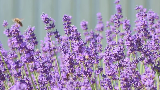Orange butterfly (Vanessa Cardui) and bee on the lavender flower. Purple aromathic blossom with insect animals. Summer weather, vibrant colors. Ecology garden concept.