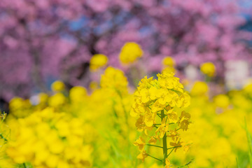 Fototapeta premium 静岡県賀茂郡河津町 河津桜 河津桜まつり