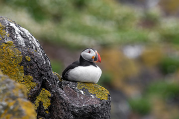 Fototapeta premium Close up of Atlantic Puffin (Fratercula arctica) Wildlife animal