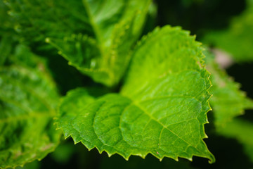 green leaf with drops of water