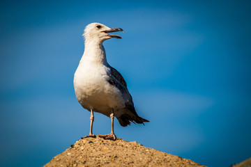 Seagull standing on a stone on shore of black sea