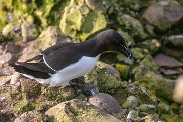 Razorbill (Alca Torda) perched on the rocks in Scotland