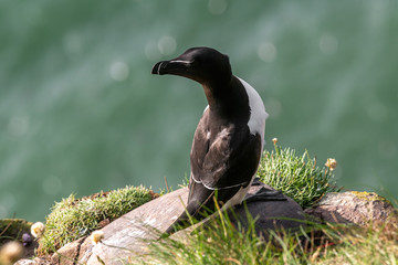 Razorbill (Alca Torda) perched on the rocks in Scotland