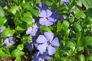 Purple periwinkle flowers in Florida zoological garden, closeup