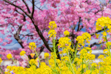 静岡県賀茂郡河津町　河津桜　河津桜まつり