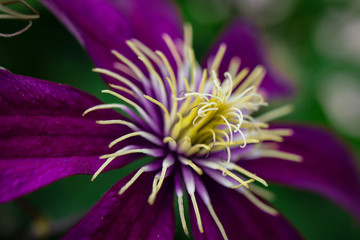 Purple flower