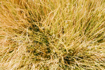 Closeup of the desert plant