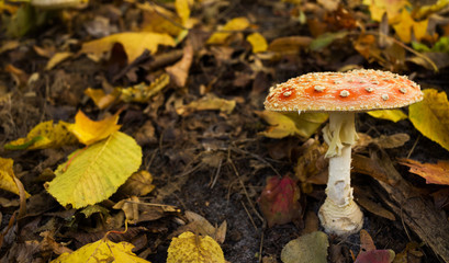 One of the most poisonous fungi Amanita muscaria, commonly known as the fly agaric. Selective focus.