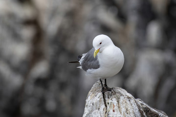 Kittiwake (Rissa tridactyla) on the cliffs of the Isle of May