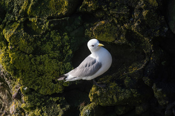 Kittiwake (Rissa tridactyla) on the cliffs of the Isle of May
