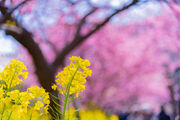 静岡県賀茂郡河津町　河津桜　河津桜まつり