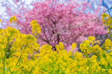 静岡県賀茂郡河津町　河津桜　河津桜まつり