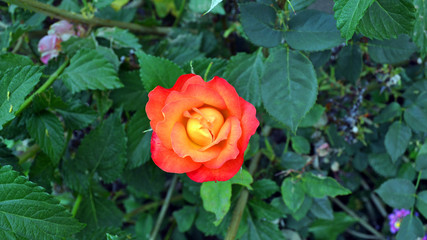 red and yellow rose in the garden