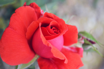 red rose in the garden