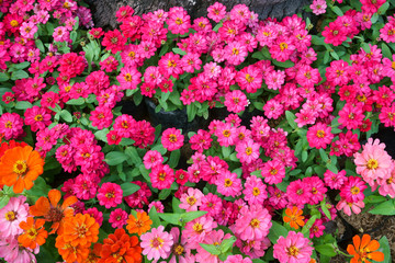 Colourful Zinnia flowers at the garden.Beautiful Floral Background