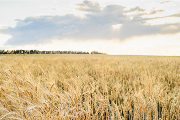 Wheat field. Ears of golden wheat close up. Beautiful Nature Sunset Landscape. Rural Scenery under Shining Sunlight. Background of ripening ears of wheat field. Rich harvest Concept.