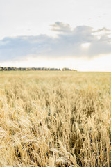 Wheat Field Ears Golden Wheat. Rich harvest Concept.
